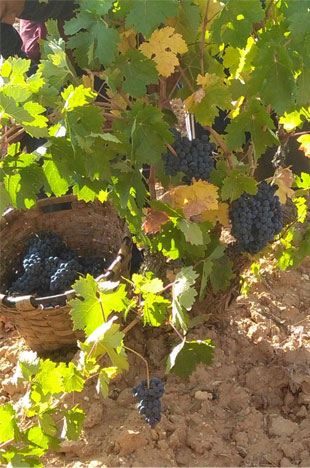 viñas uva tempranillo tinta del país vino