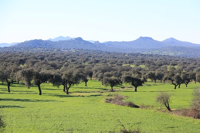 geografische Bereich Schinken Vorderschinken DO Dehesa Extremadura