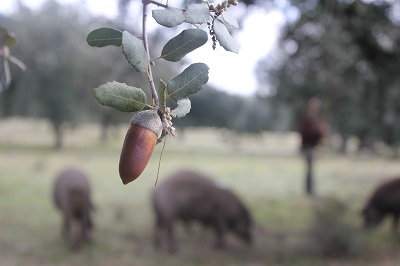 Kuriositäten Schinkenpaletten DO Dehesa Extremadura