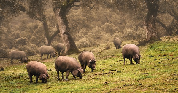 Schweine schenken Guijuelo-Anforderungen