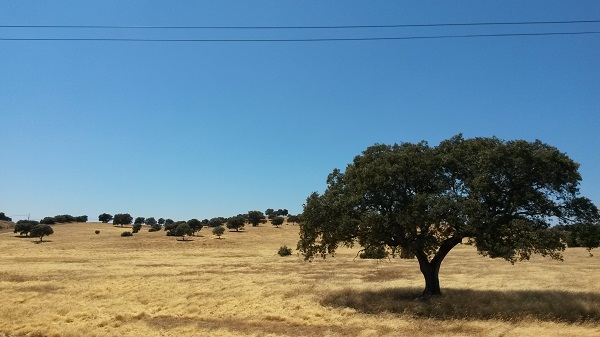 dehesa do guijuelo area di produzione