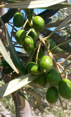 lavorazione dell'olio