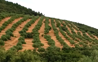 aree di produzione di olio d'oliva spagna