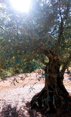Welt Olivenproduktionsflächen