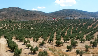 areas production olives espagne