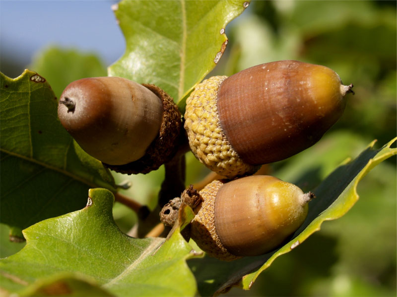 ghianda alimentazione suina pascolo mangime autorizzato