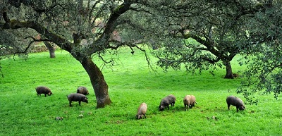 pasture area hams shoulders do guijuelo