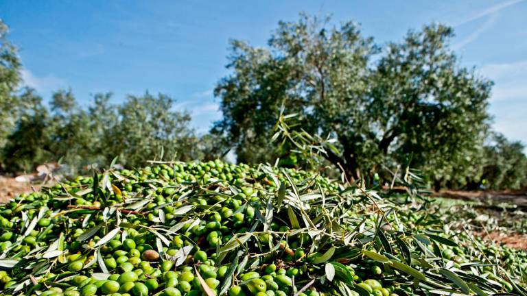 Récolter les olives Arbequina hojiblanca picual oro bailen