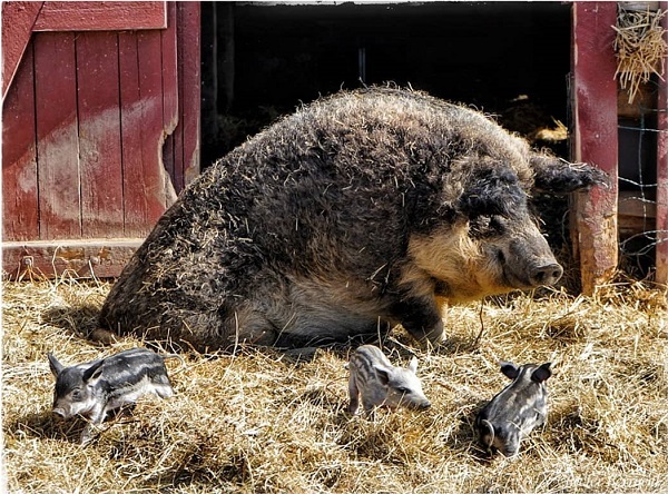 maiale mangalica maiale pecore