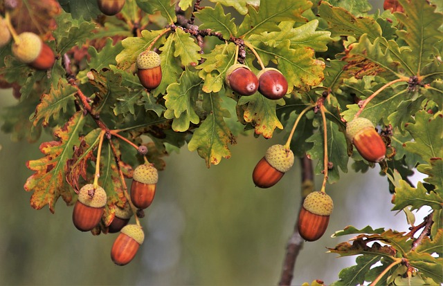 should start consume acorns health