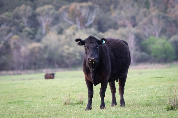 caratteristiche di storia di carne di angus nero