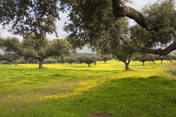 pascolo casa maiale iberico ingrasso