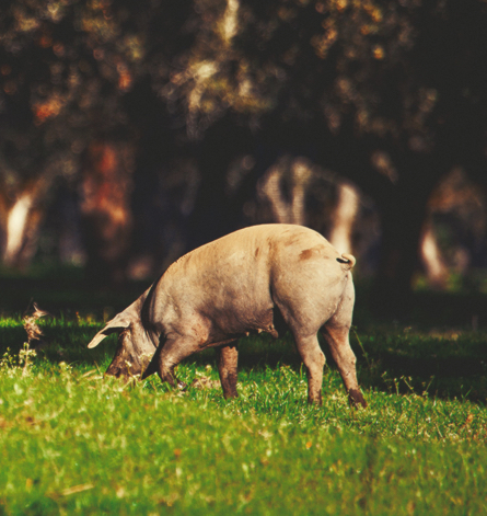 Joselito Montanera ham ham making process