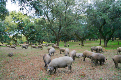 Iberisches Schwein Aussehen 100% Pata Negra