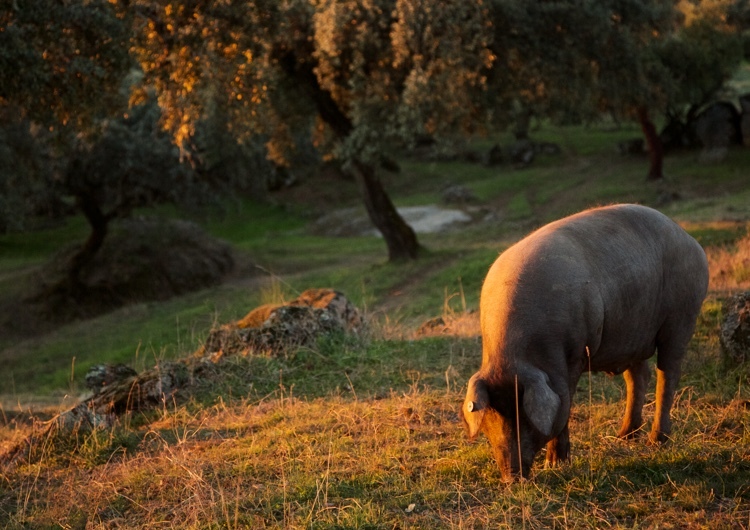 prateria montanera prosciutto cinco jotas 5j jabugo