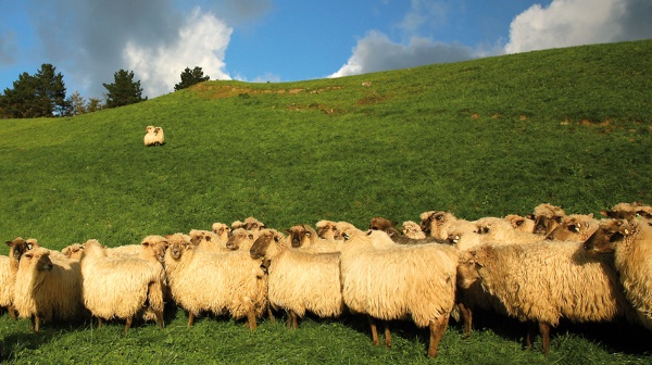 concours de moutons latxa ordizia