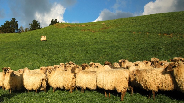 gara di pecore latxa ordizia