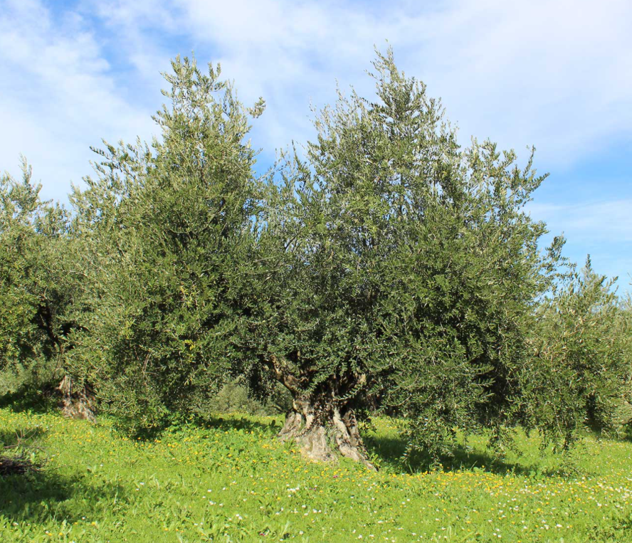 benefici proprietà EVOO biologico