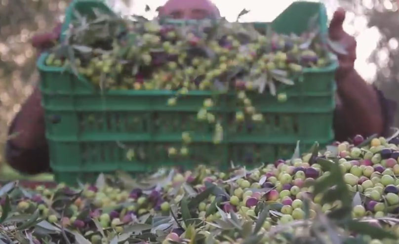 Olive Arbequina Olivenöl más Tarres