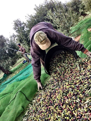 Arbequina d'oliva raccoglie olio más tarrés