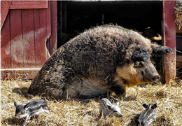 El cerdo mangalica, el cerdo oveja
