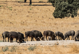 Verdadero o falso, el jamón de bellota se obtiene de un cerdo que sólo ha comido bellotas