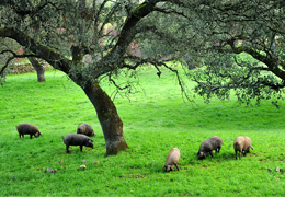 ¿Qué es la Montanera? Bellotas y engorde