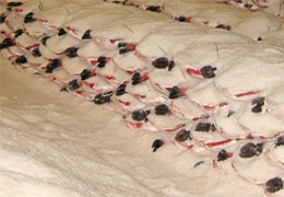 The salting of Ibérico ham: the key of the salt