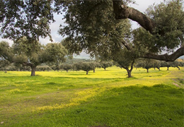 Il pascolo, la casa del maiale iberico