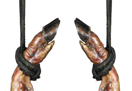 Perché si dice che il prosciutto sulla gamba sinistra sia migliore di quello sulla gamba destra?
